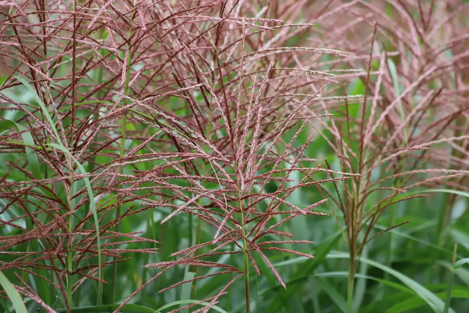 Ziergras Miscanthus sinensis 'Flamingo' von Stauden Gänge, silbrige Blätter mit rosa Spitzen, dekoratives Chinaschilf im Garten