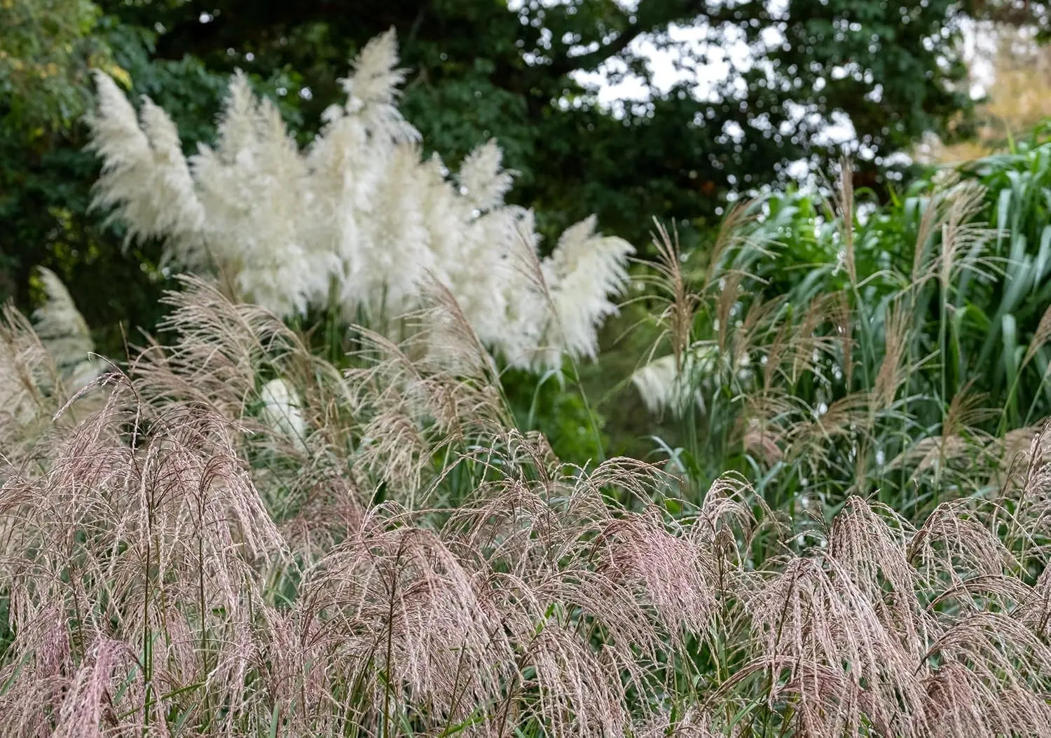 Ziergras Miscanthus sinensis 'Flamingo' von Stauden Gänge, mit rosa-rot gefärbten, schilfartigen Halmen in einem Garten.