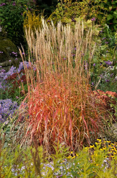 Ziergras Miscanthus sinensis 'Ghana' von Stauden Gänge, mit schmalen, hohen Blättern und dekorativen Blütenständen