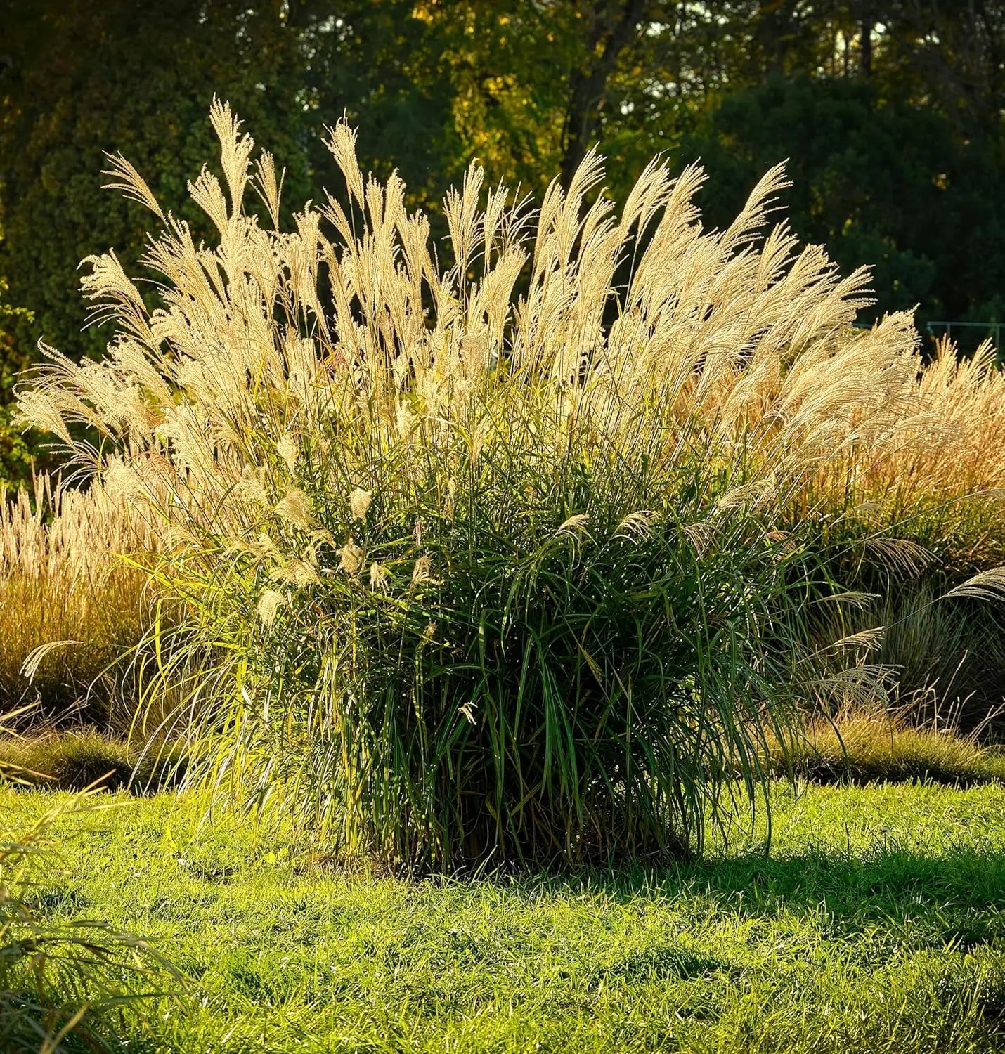 Ziergras Miscanthus sinensis 'Ghana' von Stauden Gänge, eingetopftes Chinaschilf mit schmalen, grünen Blättern.