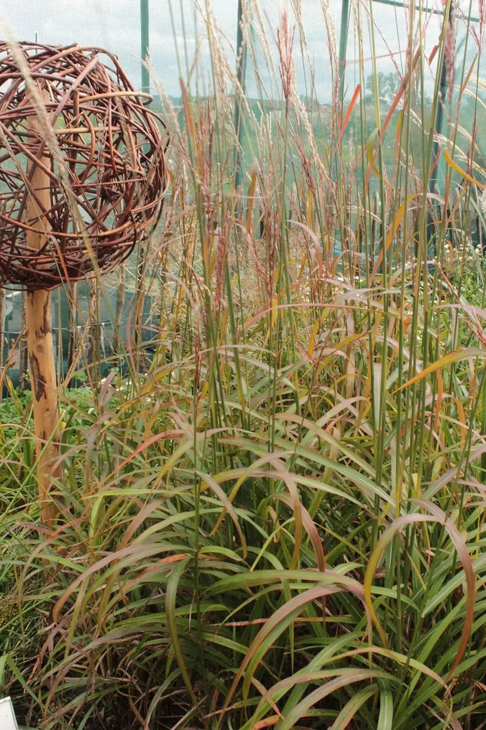 Ziergras Miscanthus sinensis 'Ghana' vom Markenhersteller Stauden Gänge, detailreiche Ansicht des Chinaschilfs