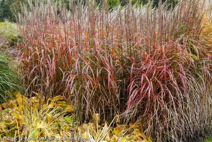 Ziergras Miscanthus sinensis 'Ghana' von Stauden Gänge, mit langen, schmalen Blättern und grazilem Wuchs.