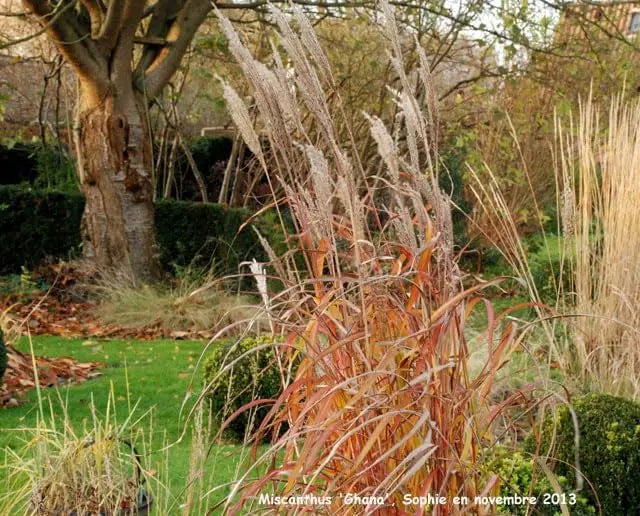 Ziergras Miscanthus sinensis 'Ghana' von Stauden Gänge, dichtes Chinaschilf mit langen, schmalen Blättern, im Garten.