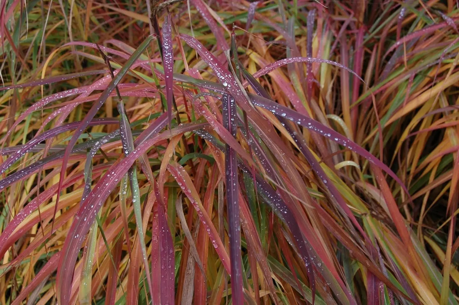 Ziergras Miscanthus sinensis 'Ghana' von Stauden Gänge, mit hohen, goldenen Blättern und eleganter Wuchsform.