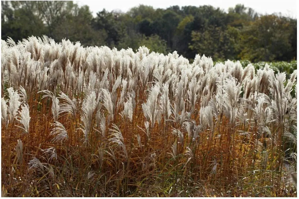 Ziergras Miscanthus sinensis 'Ghana' von Stauden Gänge, mit langen, schmalen Blättern und goldgelben Fransen.