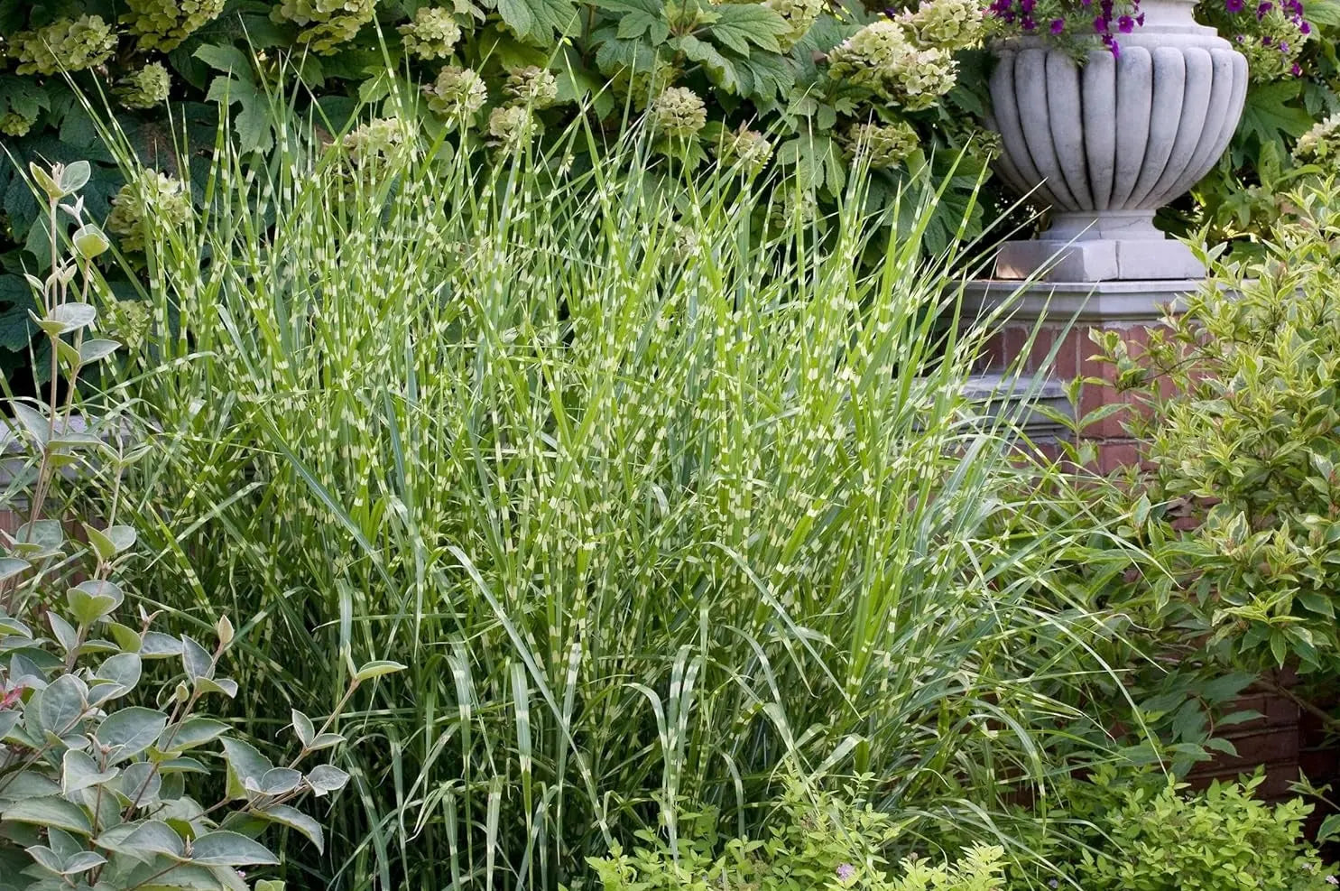 Ziergras Miscanthus sinensis 'Giraffe' / Zebra Chinaschilf, Stauden Gänge, mit hohem, gestreiftem Laub und eleganten Halmen