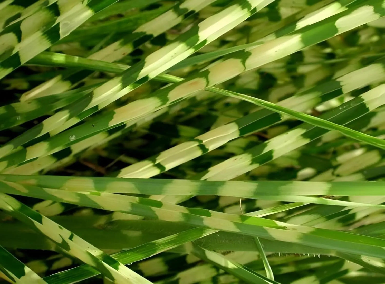 Ziergras Miscanthus sinensis 'Giraffe' mit langen, gestreiften Blättern, Stauden Gänge, im Garten.