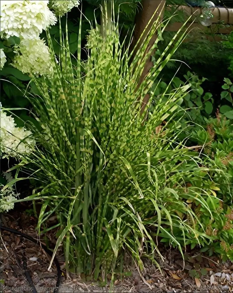 Ziergras Miscanthus sinensis 'Giraffe' oder Zebra Chinaschilf, hohe Grasstaude mit gestreiftem Laub, im Garten.