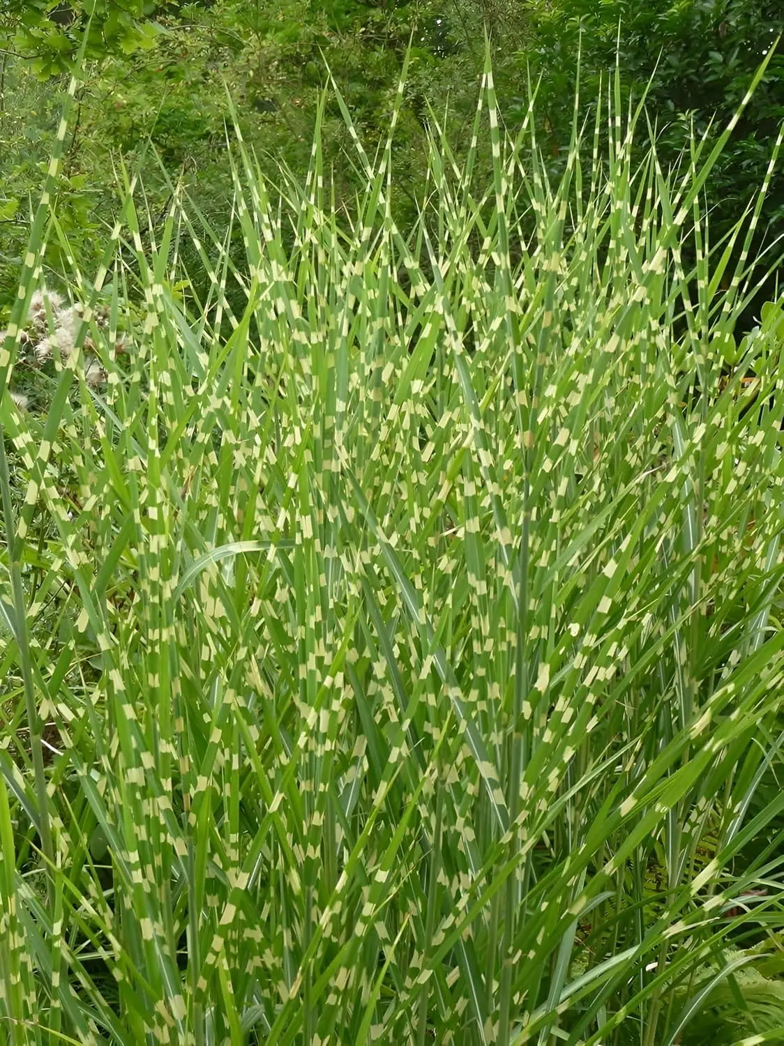 Ziergras Miscanthus sinensis 'Giraffe' oder Zebra Chinaschilf, hohe Gräser mit gestreiftem Laub, von Stauden Gänge.