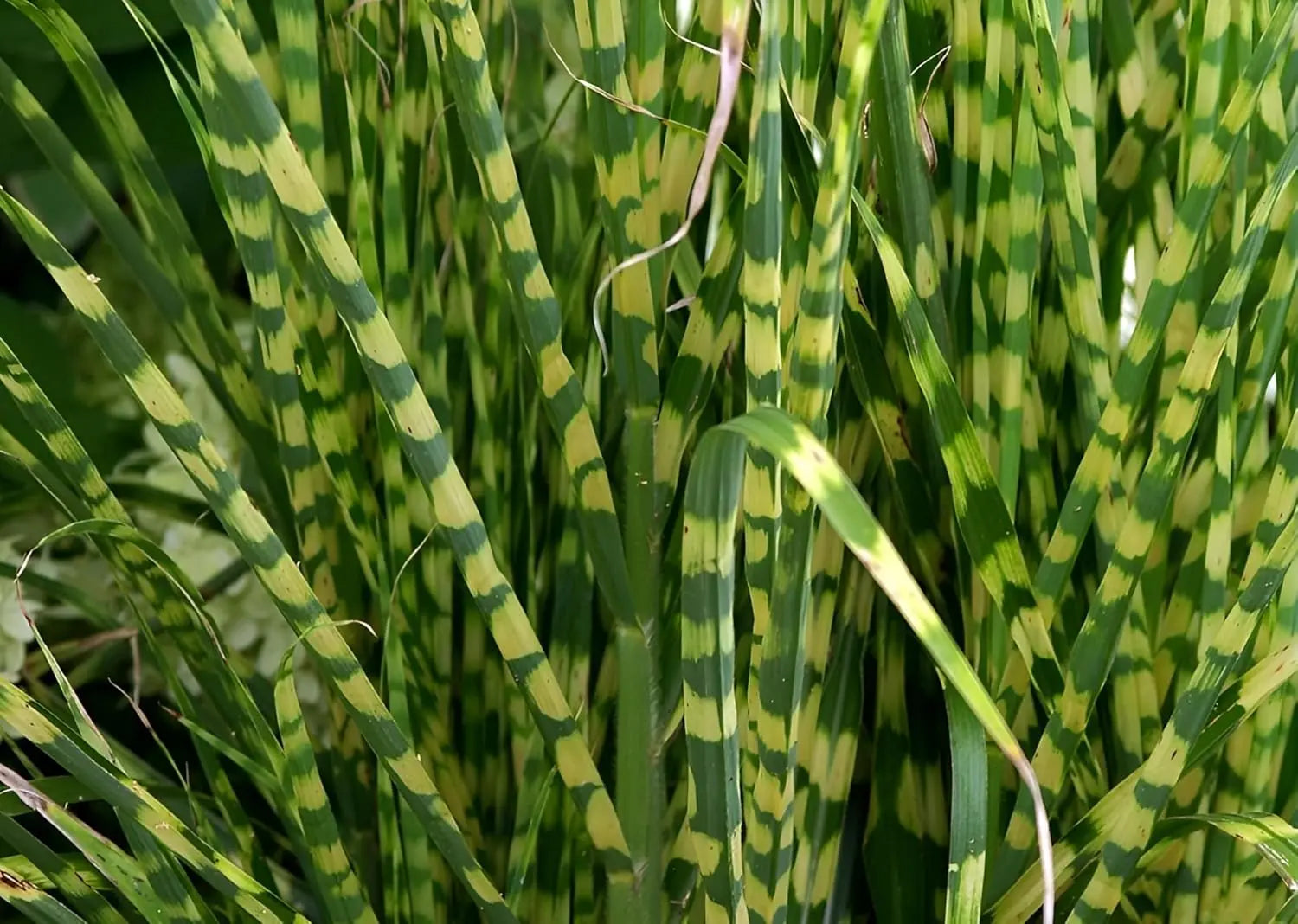 Ziergras Miscanthus sinensis 'Giraffe' von Stauden Gänge mit gestreiftem Zebra-Muster, hohe, schmale Blätter im Garten.