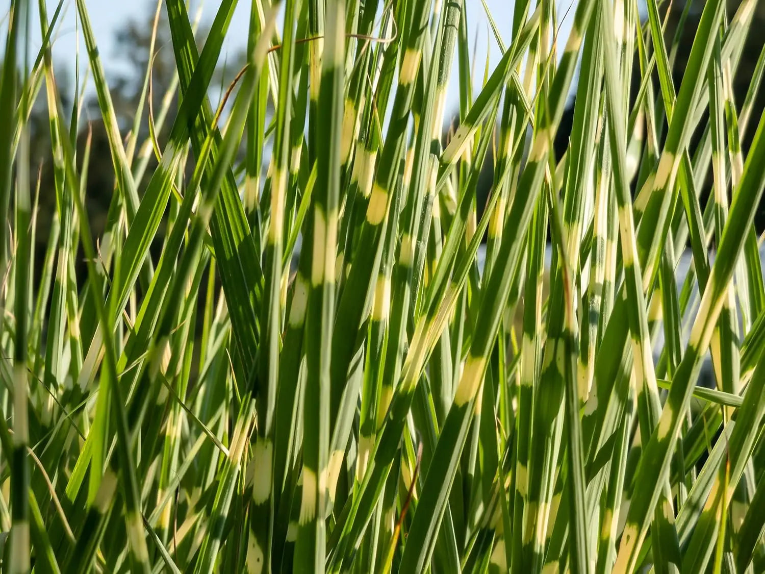 Ziergras Miscanthus sinensis 'Giraffe' oder Zebra Chinaschilf, grünes, schilfartiges Laub, typisch für Stauden Gänge.