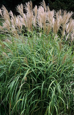 Großes Chinaschilf Miscanthus sinensis 'Goliath' als Ziergras, mit hohen, schmalen Blättern und silbrigen Blütenständen.
