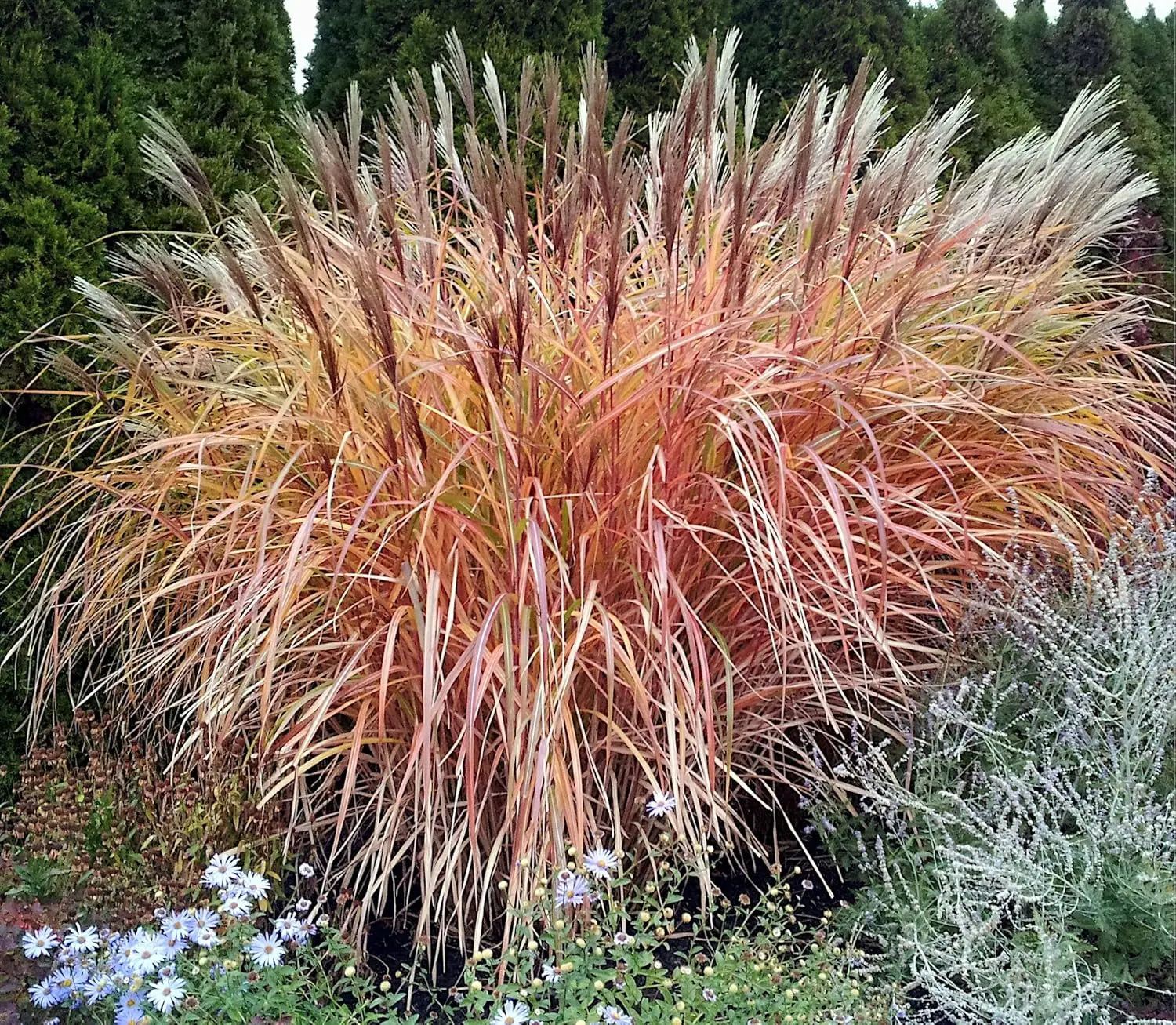 Großes Chinaschilf Miscanthus sinensis 'Goliath', Ziergras mit robusten, hohen Gräsern, natürliche Gartendekoration, Stauden Gänge