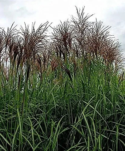 Großes Chinaschilf Miscanthus sinensis 'Goliath' Ziergras von Stauden Gänge, hohe Gräser mit langen, schmalen Blättern im Garten