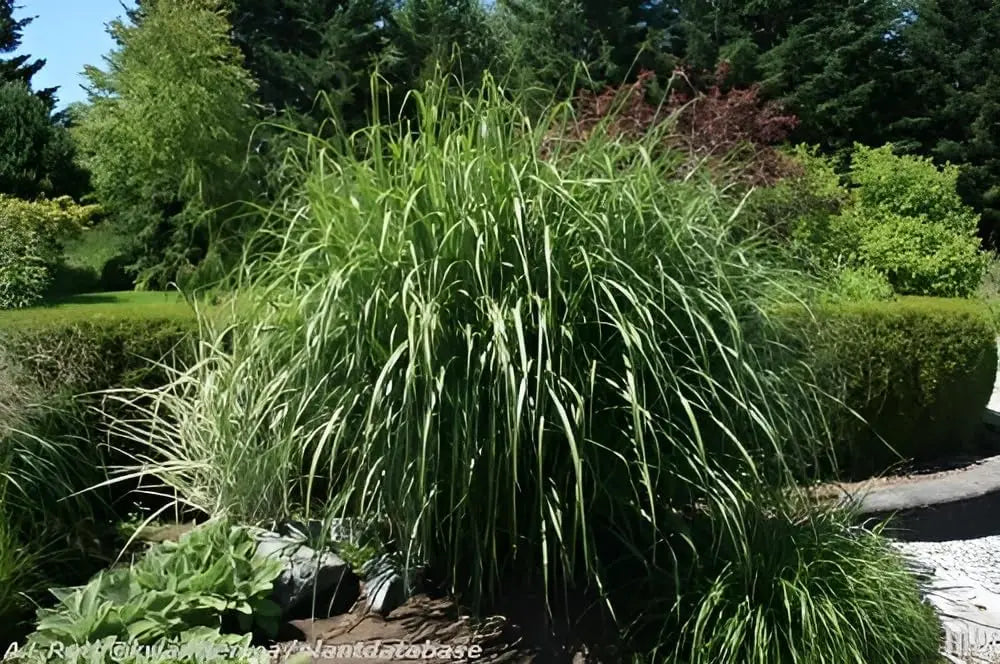 Großes Chinaschilf Miscanthus sinensis 'Goliath' als Ziergras, mit hohen, schilfartigen Halmen und grünen Blättern, von Stauden Gänge