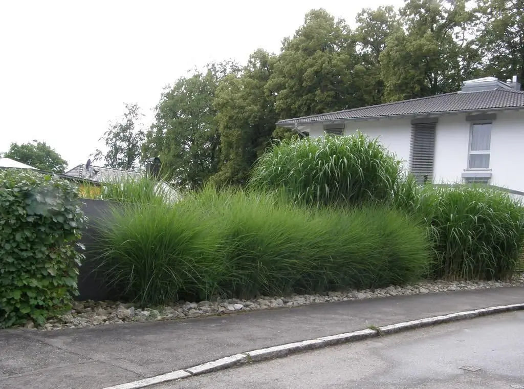 Ziergras Miscanthus sinensis 'Gracillimus' von Stauden Gänge, mit langen, feinen Gräsern und goldenen Silberschlägen im Wind.
