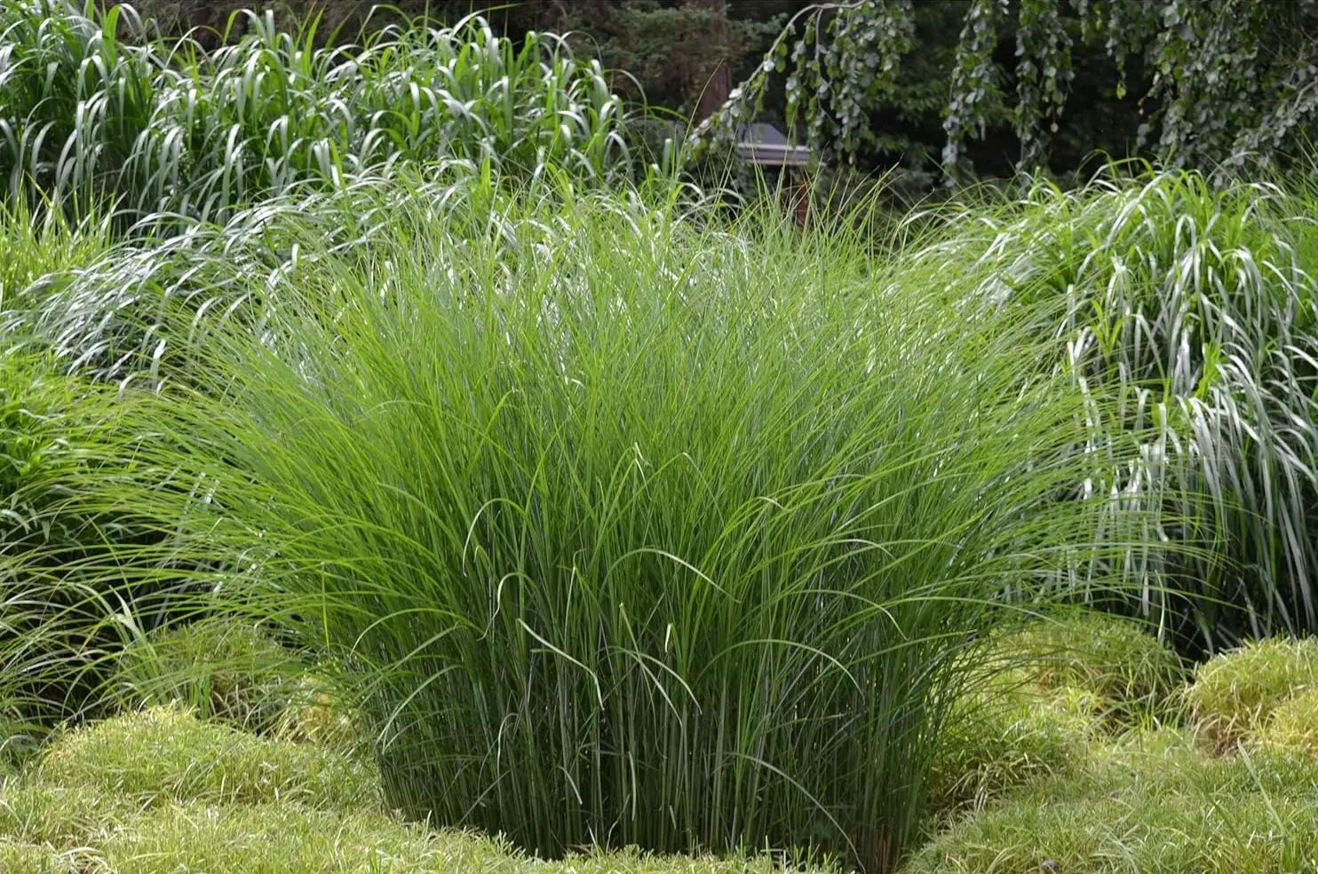 Ziergras Miscanthus sinensis 'Gracillimus' in XXL Topf, Stauden Gänge, mit feinen, länglichen Blättern und silbrigen Schilfähren