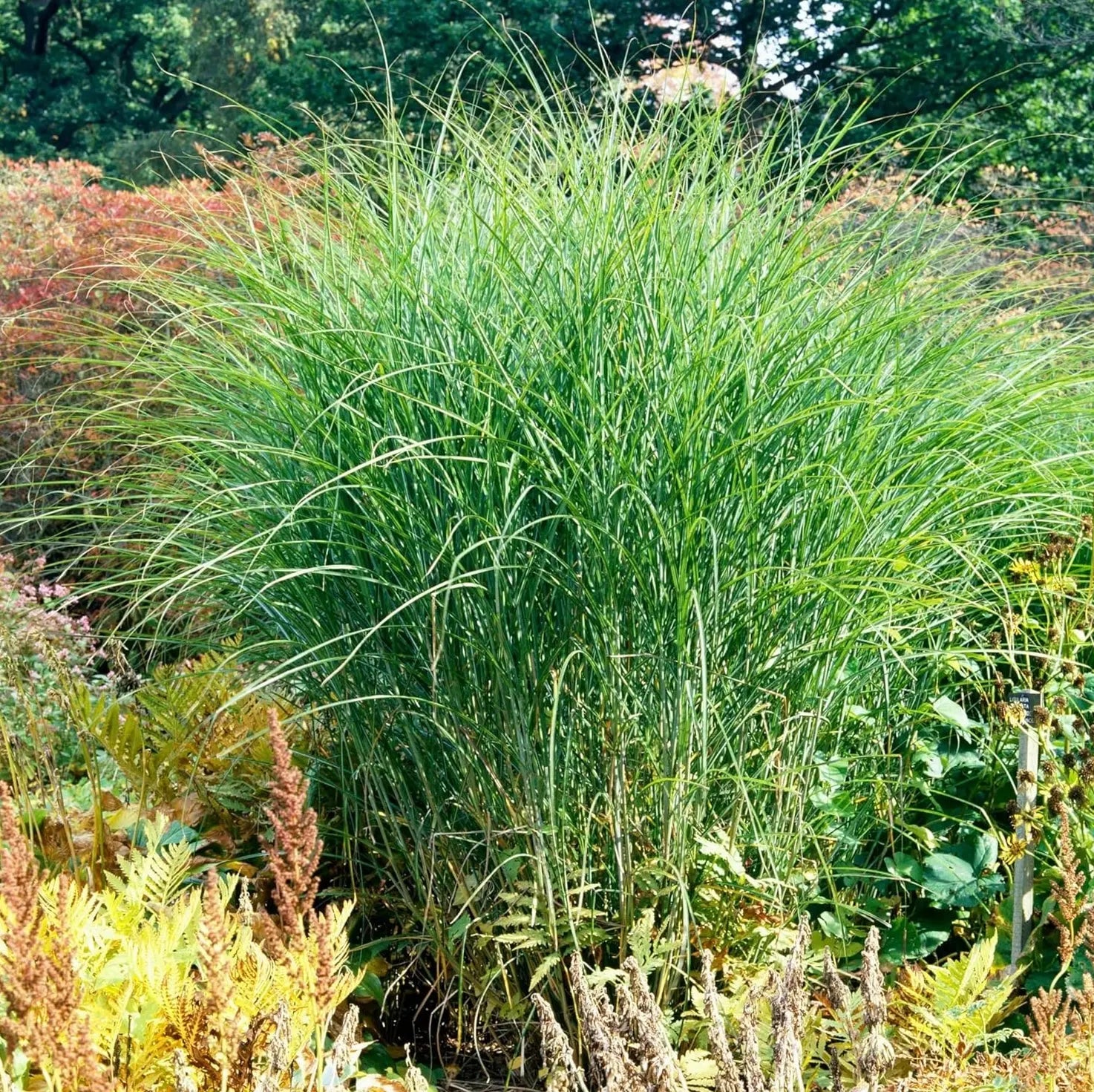 Kleines Chinaschilf Miscanthus sinensis 'Gracillimus Nana' als Ziergras, grüne, schmale Blätter, dekorativ im Garten, von Stauden Gänge
