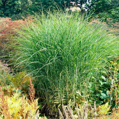 Kleines Chinaschilf Miscanthus sinensis 'Gracillimus Nana' als Ziergras, grüne, schmale Blätter, dekorativ im Garten, von Stauden Gänge