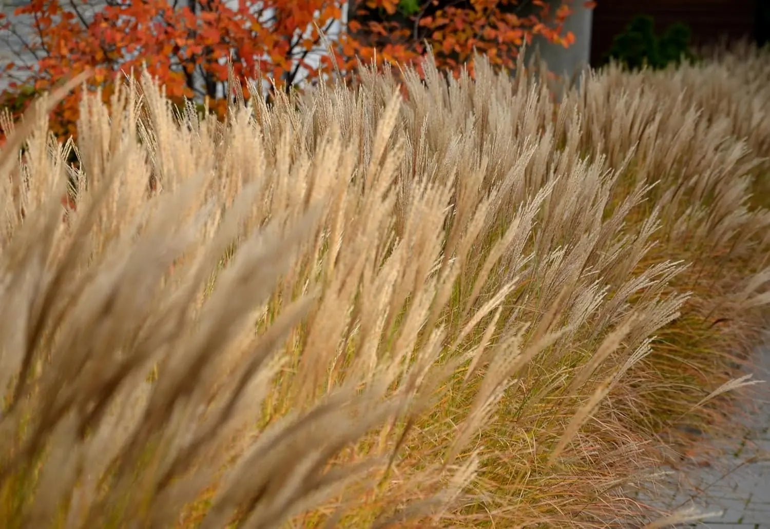 Ziergras Miscanthus sinensis 'Gracillimus Nana' von Stauden Gänge, kleines Chinaschilf mit schmalen, grünen Blättern.
