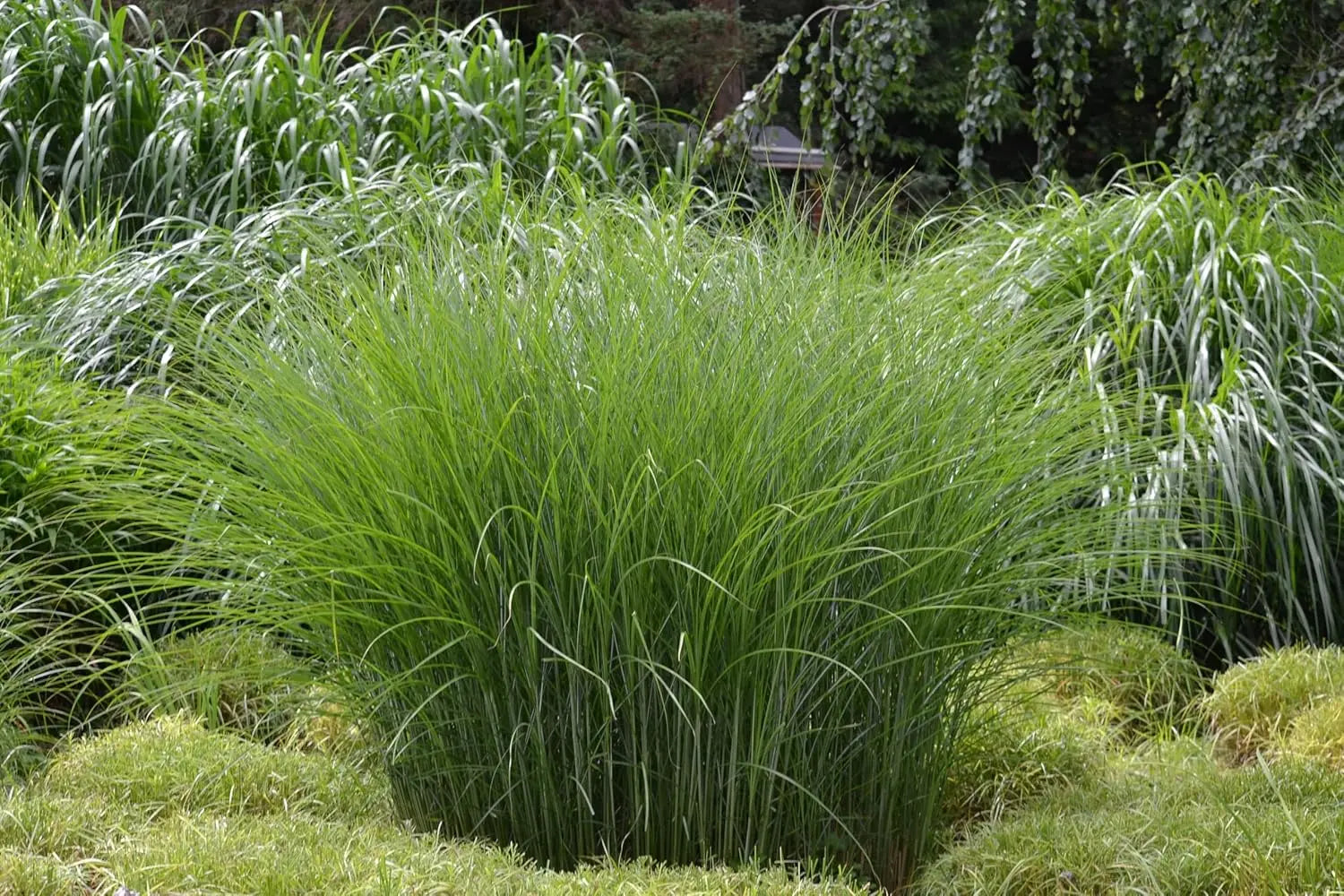 Ziergras Miscanthus sinensis 'Gracillimus Nana' von Stauden Gänge, kleines Chinaschilf mit schmalen, silbrigen Blättern im Garten.