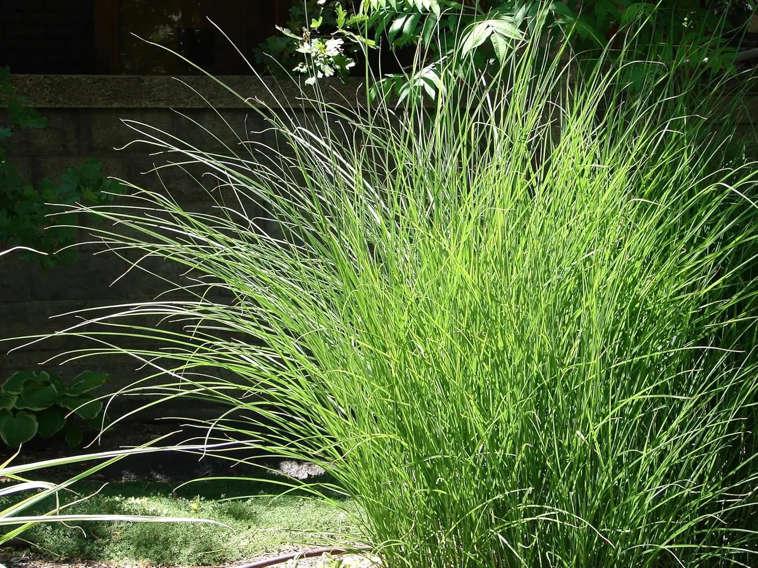 Ziergras Miscanthus sinensis 'Gracillimus Nana' von Stauden Gänge, kleines Chinaschilf mit schmalen, hohen Blättern
