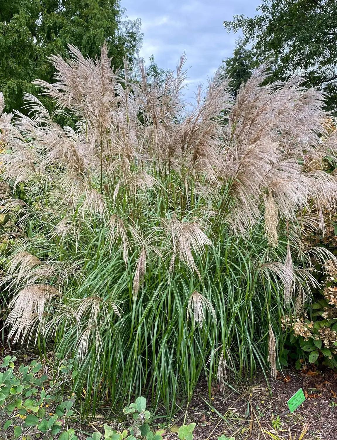 Ziergras Miscanthus sinensis 'Graziella' von Stauden Gänge, detailreiche Aufnahme des Chinaschilfs mit langen, schmalen Blättern