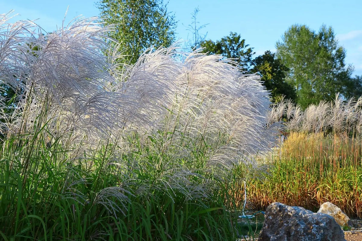 Ziergras Miscanthus sinensis 'Graziella' von Stauden Gänge, leuchtend grünes Chinaschilf mit feinen, hohen Halmen.
