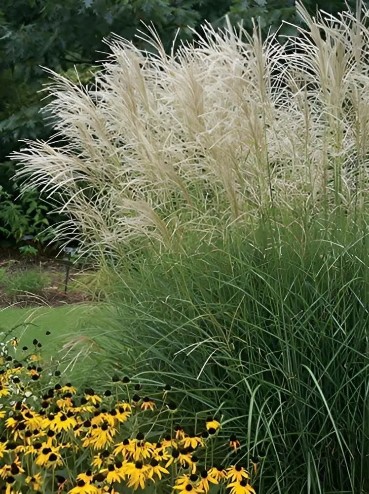 Ziergras Miscanthus sinensis 'Graziella' von Stauden Gänge, mit langen schmalen Blättern und goldenem Fruchtstand.