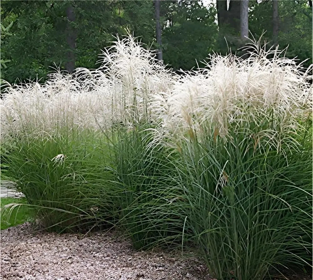 Ziergras Miscanthus sinensis 'Graziella' von Stauden Gänge, sommerlich grüne Halme mit attraktiven Blütenständen.