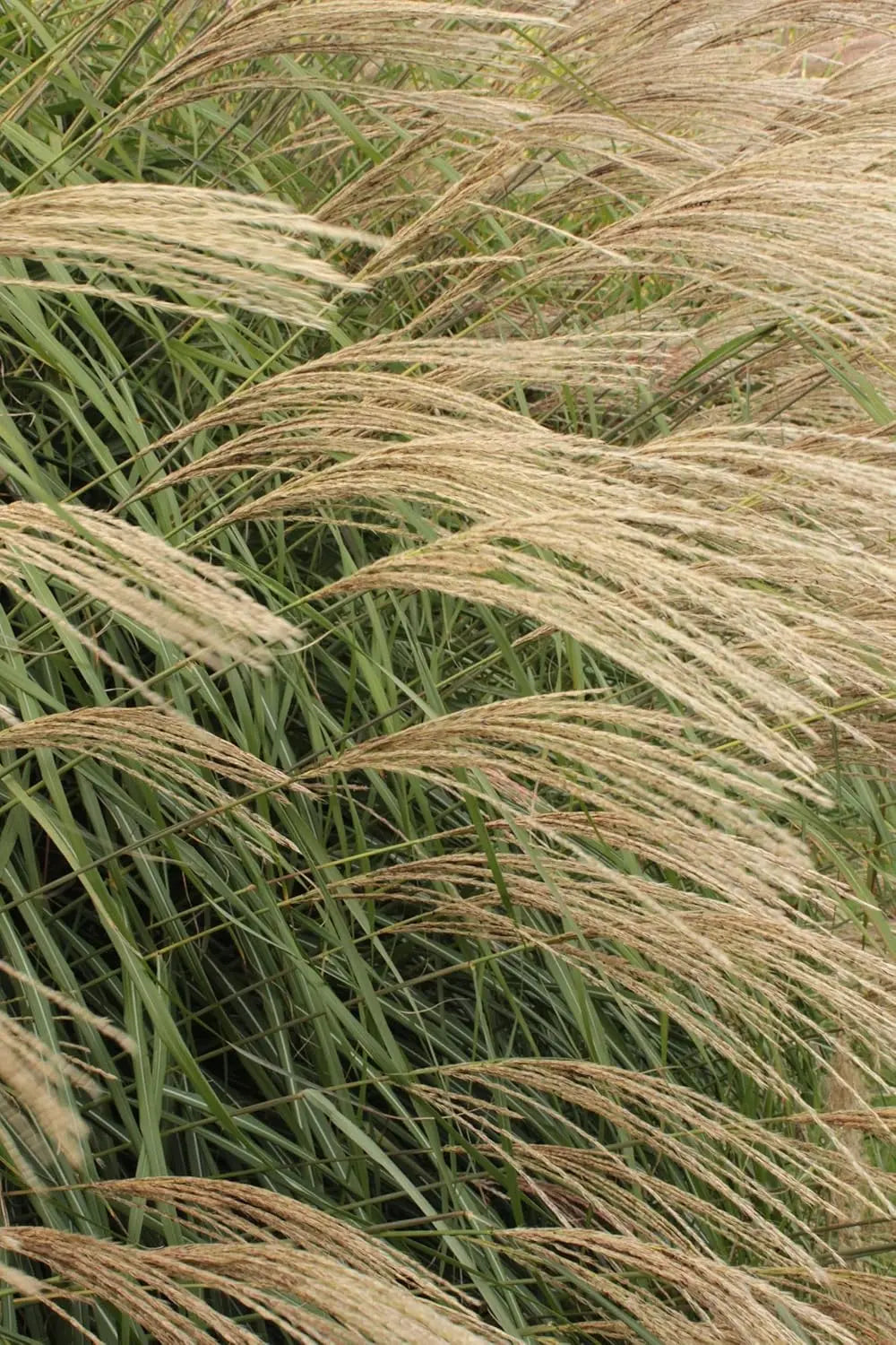 Ziergras Miscanthus sinensis 'Hermann Müssel' von Stauden Gänge, hohe Gräser mit schmalen Blättern und eleganten Blütenständen