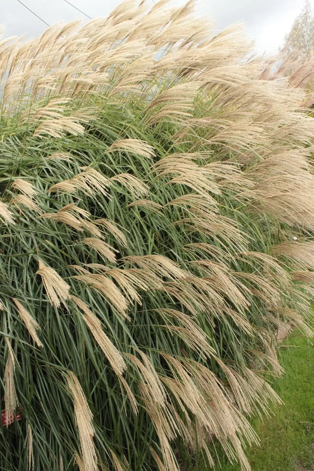 Ziergras Miscanthus sinensis 'Hermann Müssel' von Stauden Gänge, mit hohen, schilfartigen Halmen und schmalen Blättern.