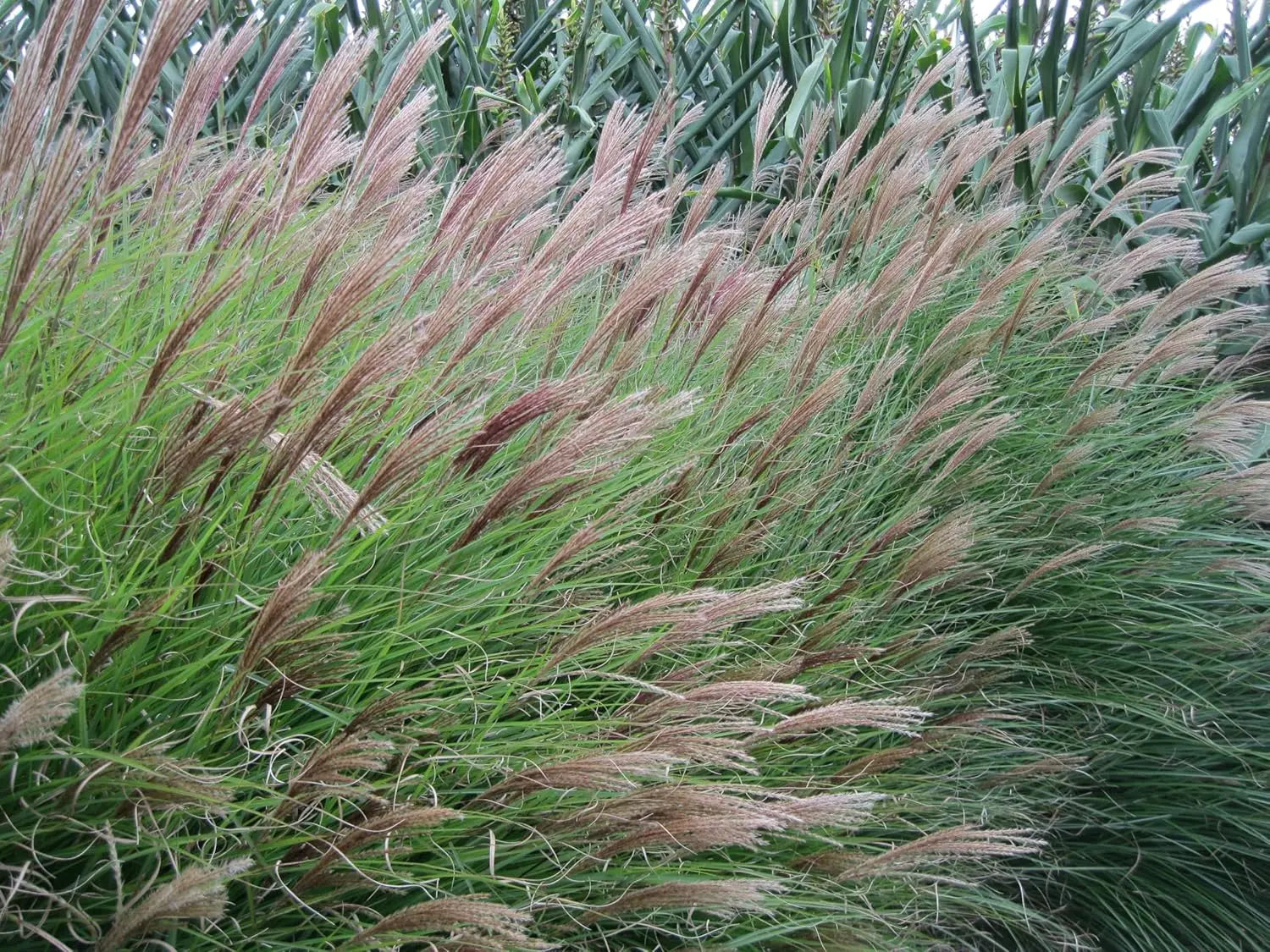 Ziergras Miscanthus sinensis 'Hermann Müssel' von Stauden Gänge, mit hoch aufragenden, silbrigen Blättern und goldenen Blütenständen.