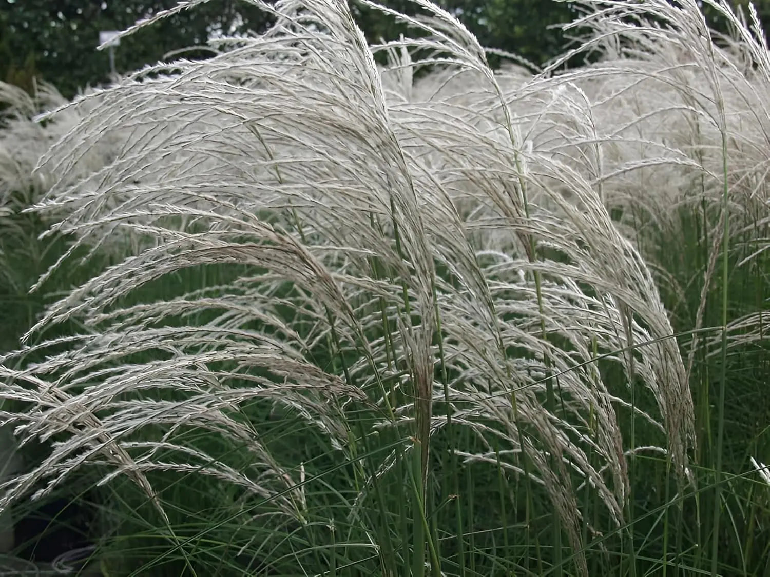 Ziergras Miscanthus sinensis 'Kleine Fontäne' von Stauden Gänge, mit schmalen, hohen Grashalmen, ideal für Garten und Landschaft.