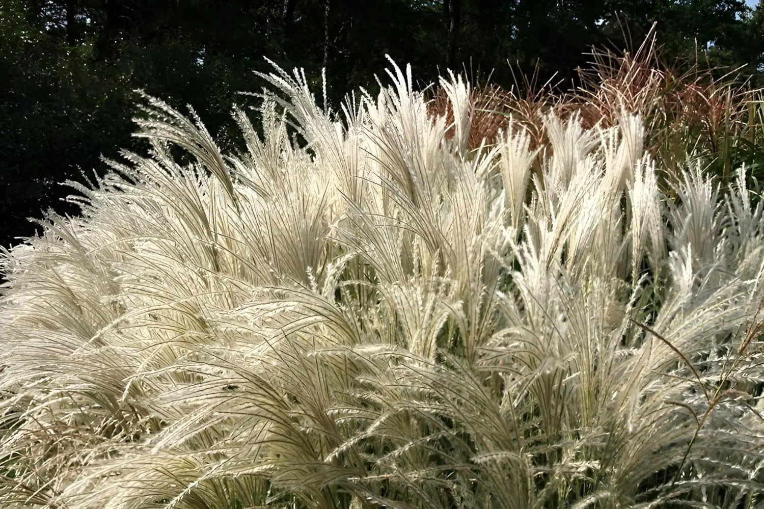 Ziergras Miscanthus sinensis 'Kleine Fontäne' von Stauden Gänge, mit schmalen, aufrechten Blättern und filigranen Fruchtständen.