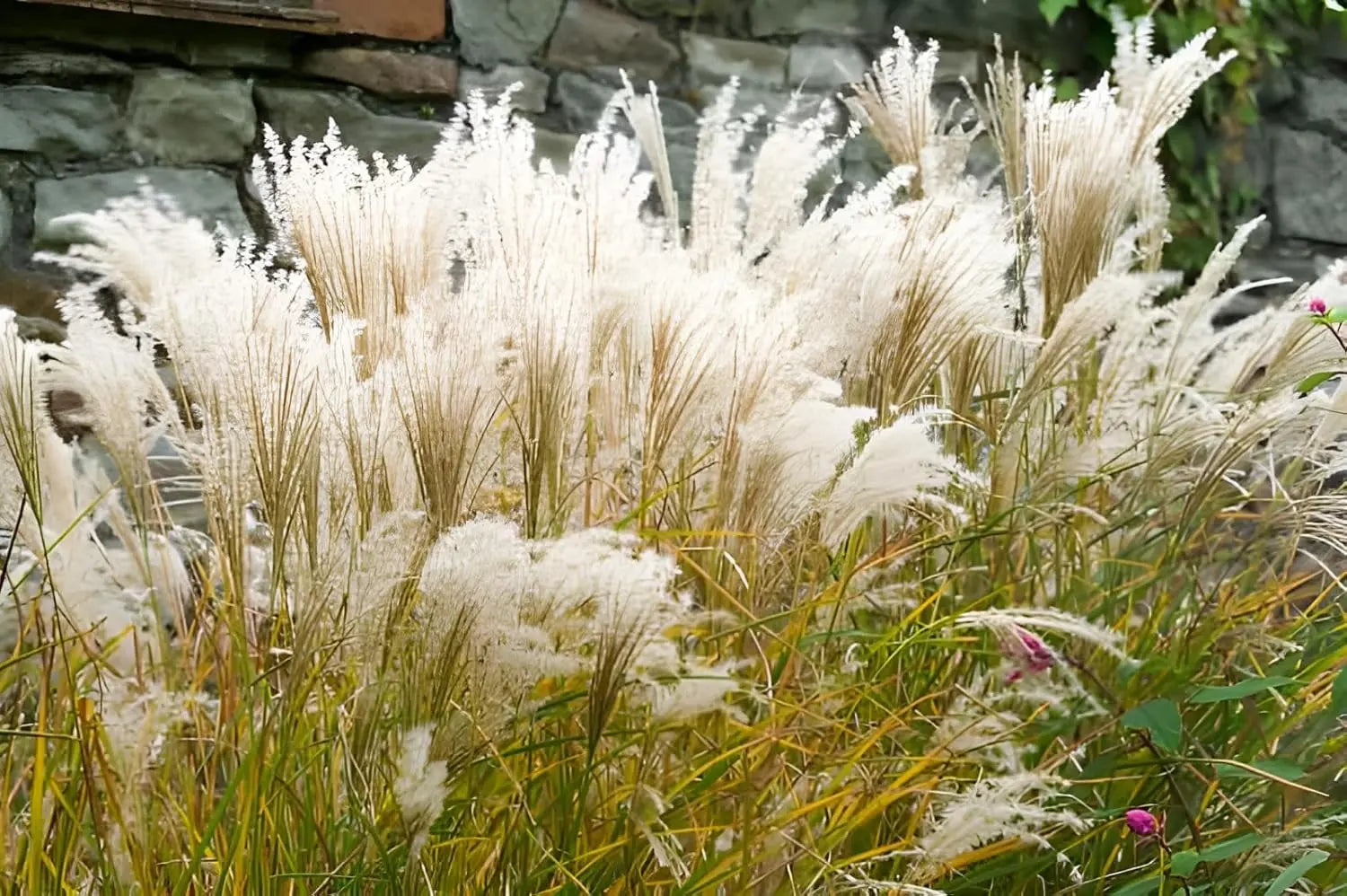 Ziergras Miscanthus sinensis 'Kleine Fontäne' von Stauden Gänge, mit feinen, schwingenden Halmen und goldenen Blättern.