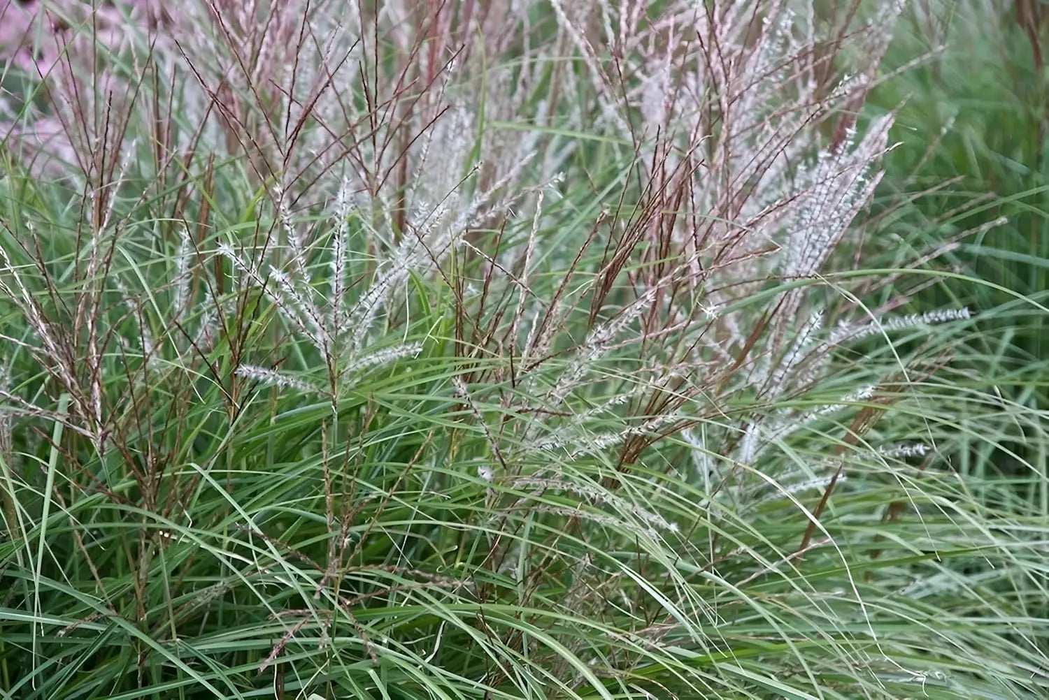 Ziergras Miscanthus sinensis 'Kleine Silberspinne' mit silbrigen Blättern, Stauden Gänge, Chinaschilf, im Garten fotografiert
