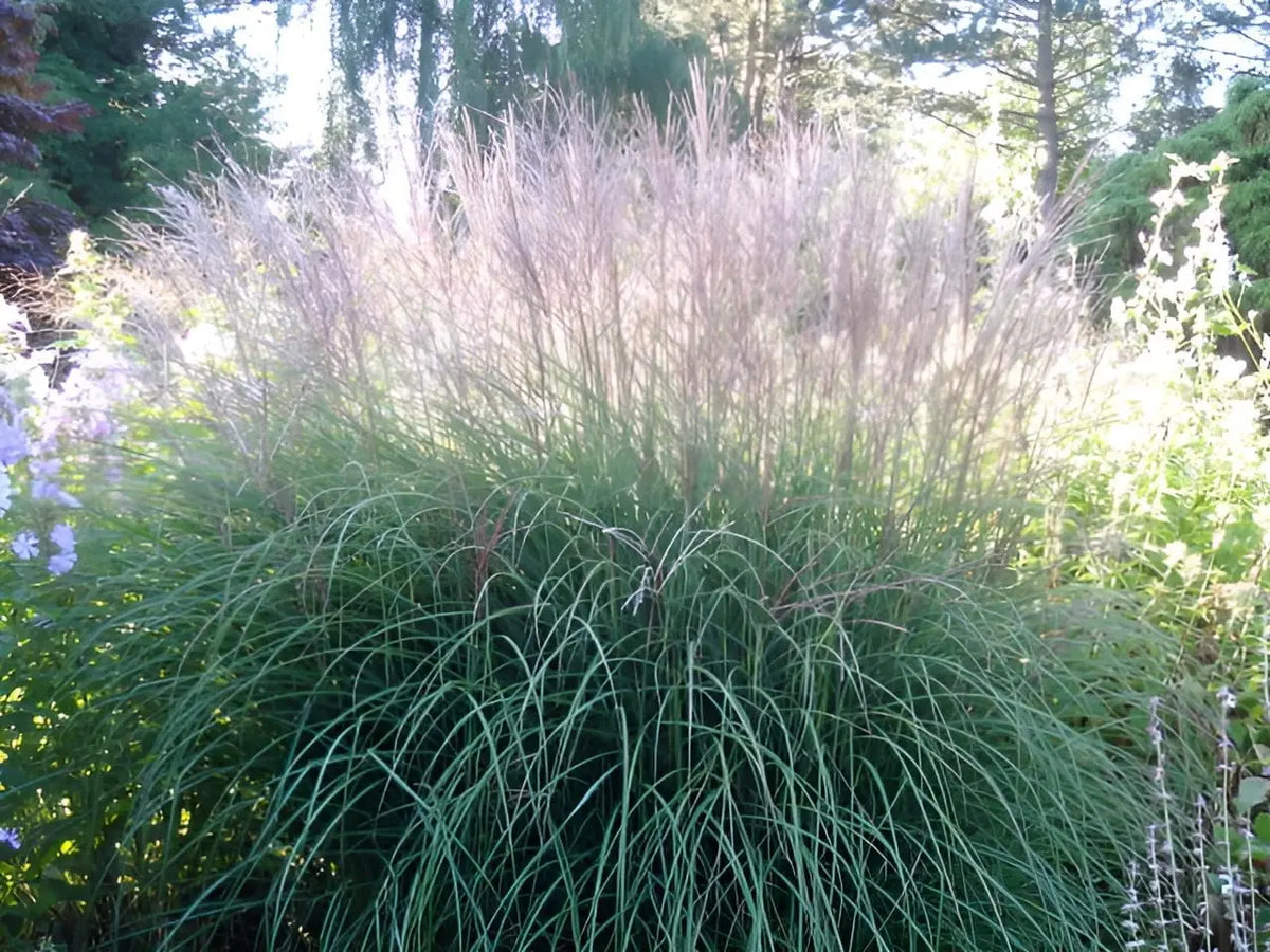 Ziergras Miscanthus sinensis 'Kleine Silberspinne' mit silbrigen Blättern, Stauden Gänge, Chinaschilf im Garten