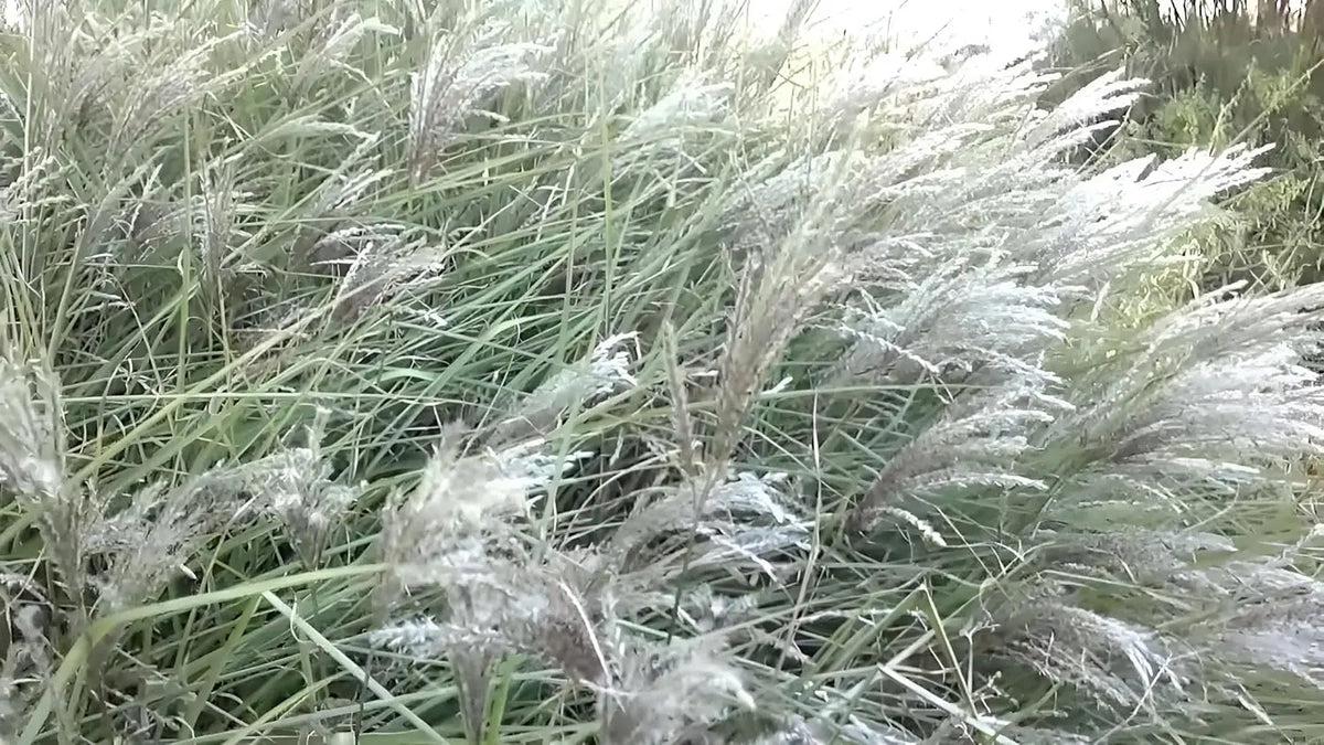 Ziergras Miscanthus sinensis 'Kleine Silberspinne' mit silbernen Blättern, Stauden Gänge, Chinaschilf, im Garten.