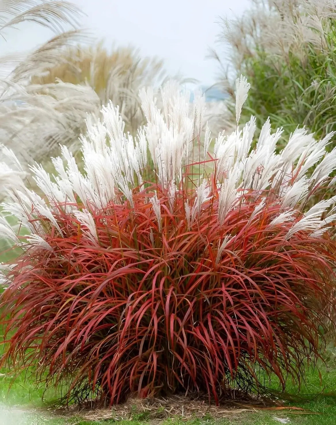 Ziergras Miscanthus sinensis 'Little Miss' mit roten Blättern, Stauden Gänge, elegantes dekoratives Chinaschilf.