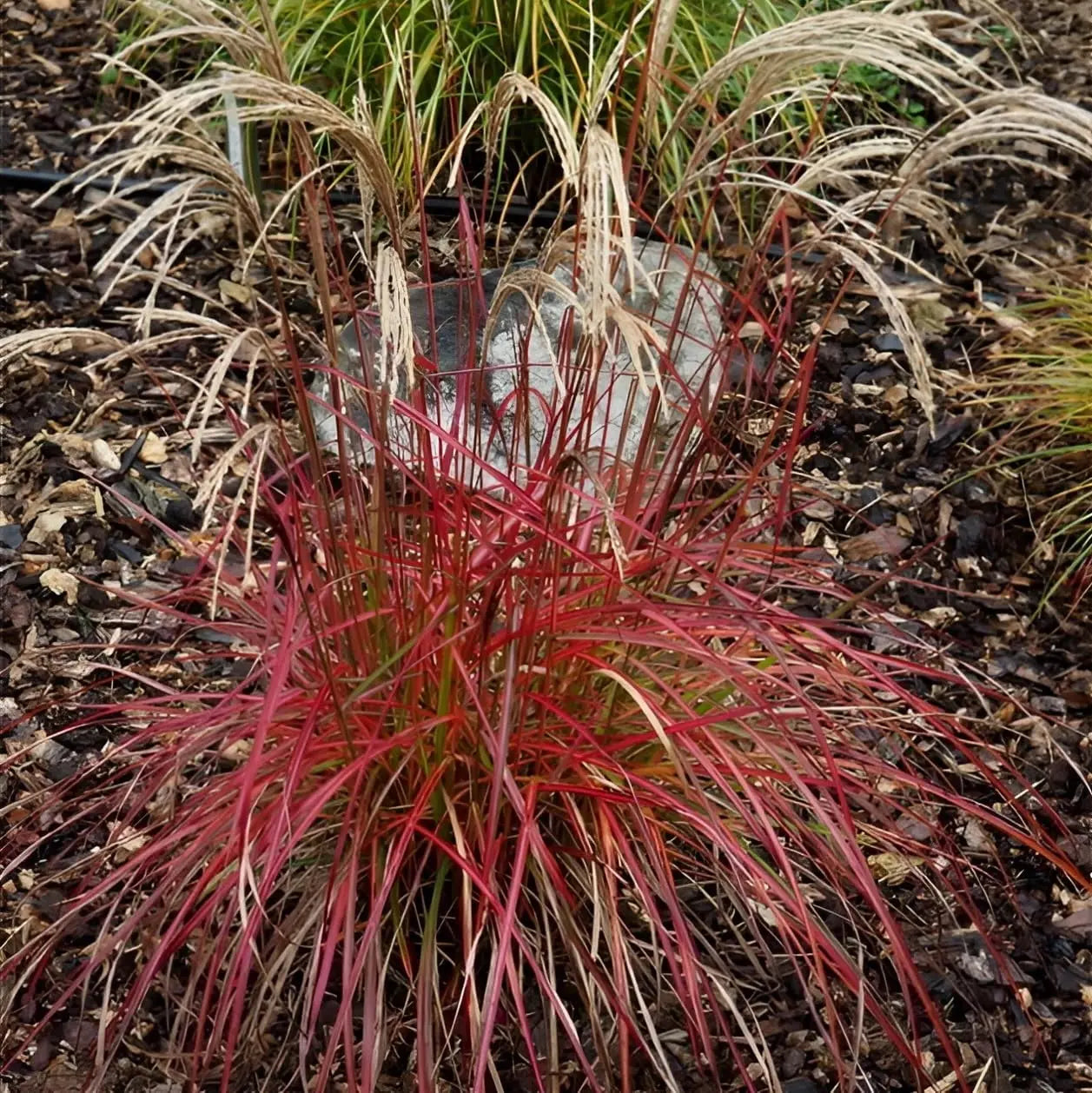Ziergras Miscanthus sinensis 'Little Miss' mit roten Halmen, dichtes Laub und grazile Wedel, Stauden Gänge, deutsches Ziergras