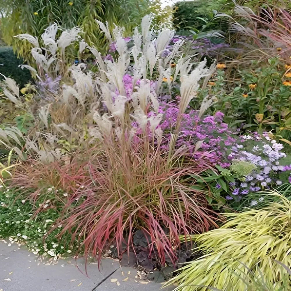 Ziergras Miscanthus sinensis 'Little Miss' mit schmalen, roten Grashalmen, Stauden Gänge, dekoratives rotes Chinaschilf.