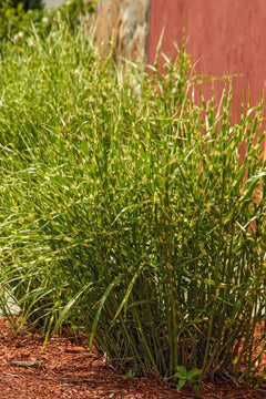 Ziergras Miscanthus sinensis 'Little Zebra' von Stauden Gänge mit gestreiftem, zierlichem Laub, im Garten.