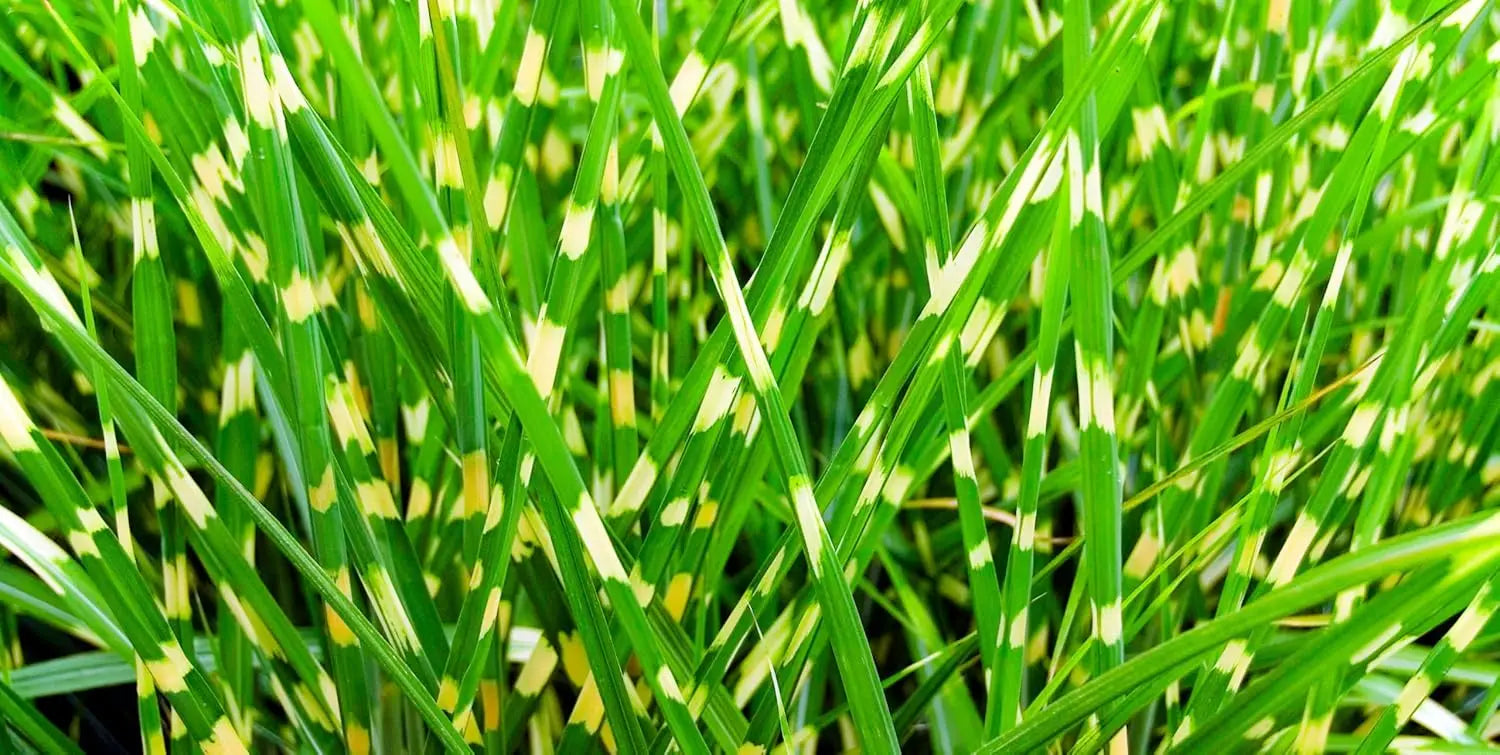 Ziergras Miscanthus sinensis 'Little Zebra' von Stauden Gänge mit gestreiften, hohen Halmen im Garten, nahes Bild des Zebraschilfs