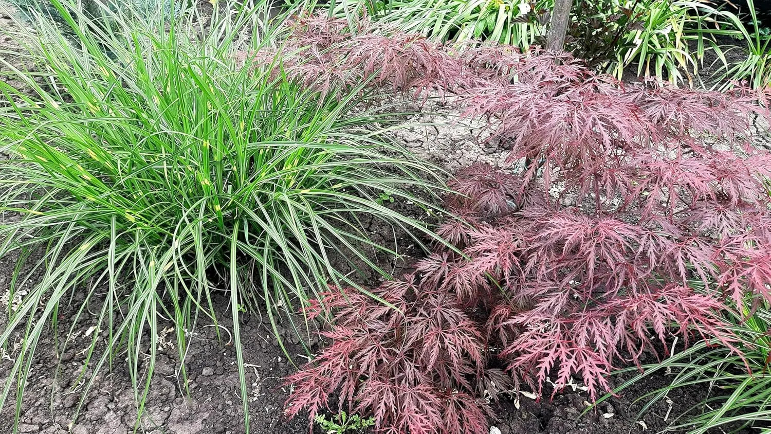 Ziergras Miscanthus sinensis 'Little Zebra' von Stauden Gänge, mit schmalen, gestreiften grünen und weißen Blättern.