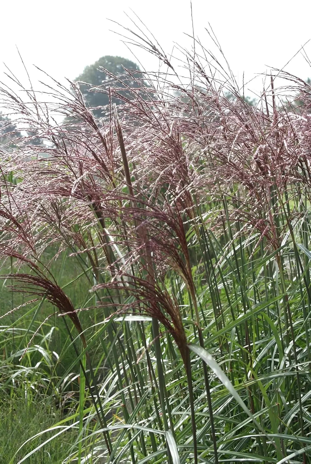 Ziergras Miscanthus sinensis 'Malepartus' mit hohen, schmalen Grashalmen, von Stauden Gänge, in natürlicher Gartenszene