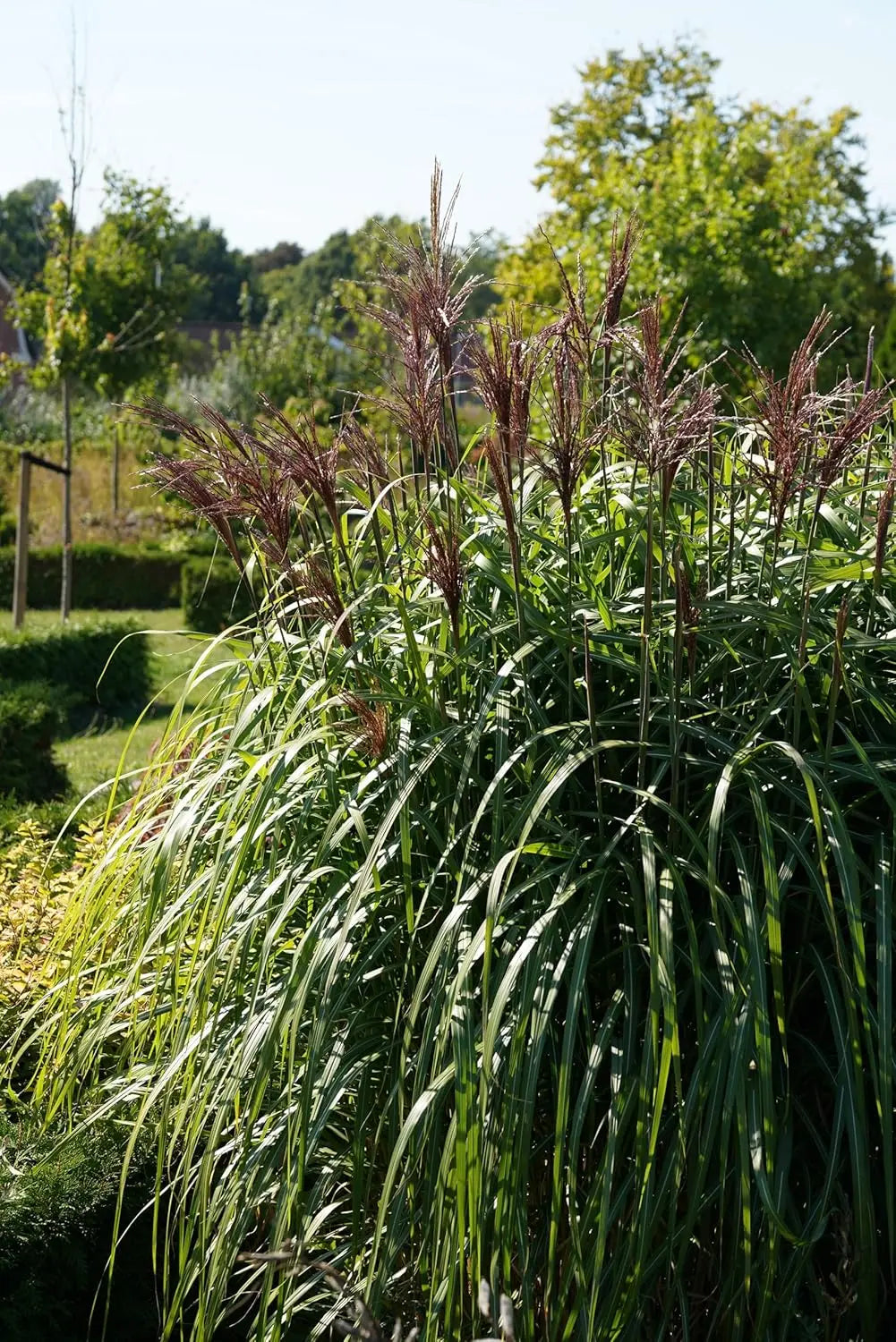Ziergras Miscanthus sinensis 'Malepartus' von Stauden Gänge, hohe Gräser mit feinen, silbrigen Blättern und eleganter Wuchs.