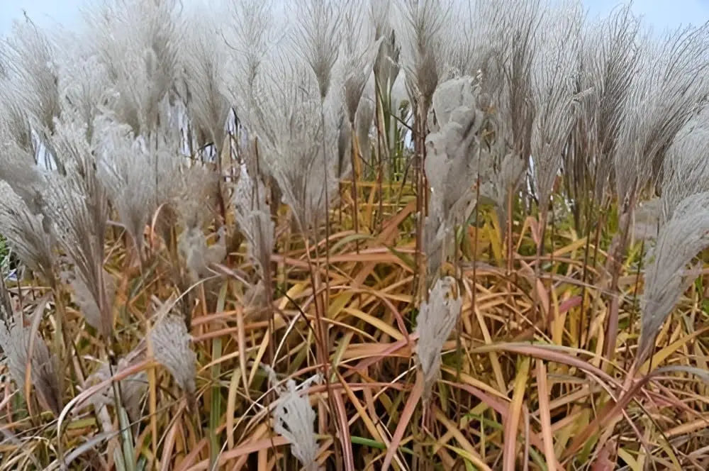 Ziergras Miscanthus sinensis 'Malepartus' im XXL Topf, Stauden Gänge, grünes Chinaschilf, dekoratives Ziergras in Topf