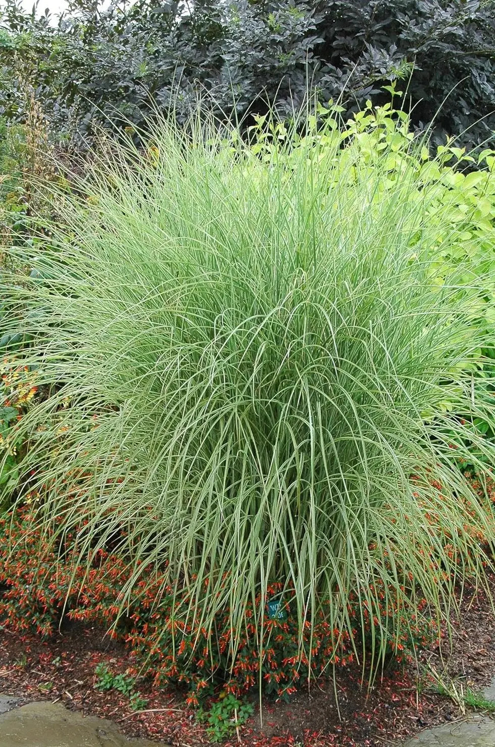 Buntes Chinaschilf Miscanthus sinensis 'Morning Light' als Ziergras mit silbrig-weißen und grünlichen Blättern, Stauden Gänge.