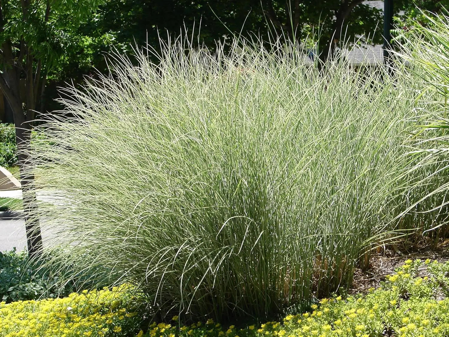 Buntes Chinaschilf Miscanthus sinensis 'Morning Light' als Ziergras mit farbigen Blättern, von Stauden Gänge.